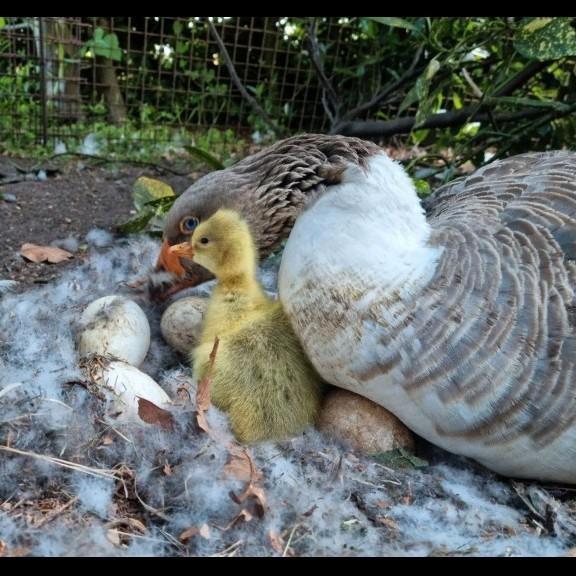 Het allerknapste leukste meest tamme Ganzen koppel op intern, Dieren en Toebehoren, Pluimvee, Gans of Zwaan, Meerdere dieren