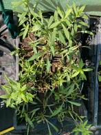 Vaste planten, Tuin en Terras, Planten | Tuinplanten, Ophalen, Zomer, Bodembedekkers, Volle zon