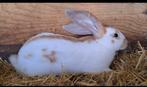 Te Koop Lotharinger ram, Dieren en Toebehoren, Konijnen, Mannelijk, Groot