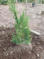 Conifeer uit de volle grond 50 cm hoog, Ophalen, Conifeer