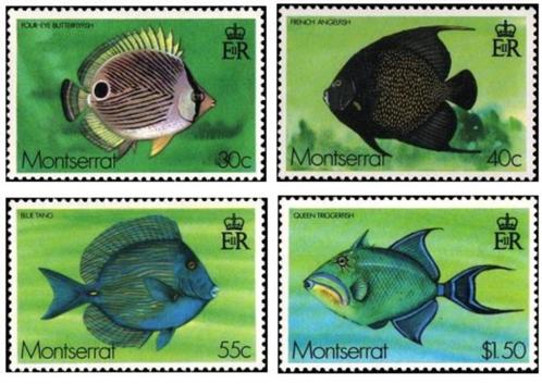 MONTSERAT 11 - Dieren: vissen, Postzegels en Munten, Postzegels | Thematische zegels, Postfris, Dier of Natuur, Ophalen of Verzenden