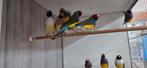 Goldamadine, Dieren en Toebehoren, Vogels | Overige Vogels, Meerdere dieren