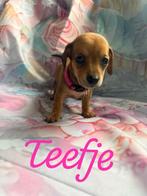 Prachtige teckel pups creme dragend, Parvo, 8 tot 15 weken, Korthaar, Dwerg