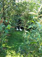 kippen / ganzen /eenden, Dieren en Toebehoren, Pluimvee, Meerdere dieren, Kip