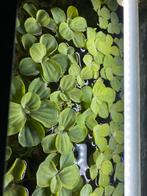 Drijfplantjes (Pistia stratiotes), Ophalen, Zo goed als nieuw, Plant(en), Steen of Hout