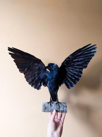 Opgezette kauw Taxidermy  beschikbaar voor biedingen