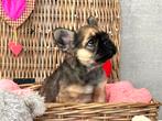 Prachtige fluffy Franse Bulldog pups, Dieren en Toebehoren, CDV (hondenziekte), Meerdere, 8 tot 15 weken, Meerdere dieren