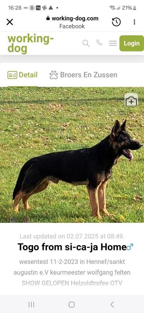 Zeer mooie duitse herder met stamboom uit super werklijn, Dieren en Toebehoren, Honden | Dekreuen, Reu, Particulier, Eén hond