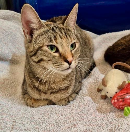 Perla zoekt een baasje, Dieren en Toebehoren, Katten en Kittens | Overige Katten, Kortharig, Poes, 0 tot 2 jaar
