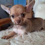 Mooie chihuahua pups reutje, Dieren en Toebehoren, Rabiës (hondsdolheid), Reu, 8 tot 15 weken, Eén hond