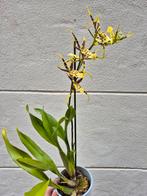 Orchidee Brassia Geurend p12 (5), Huis en Inrichting, Kamerplanten, Ophalen of Verzenden, Overige soorten, Minder dan 100 cm