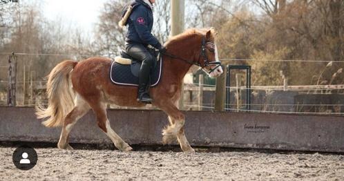 Lease pony aangeboden / kinderpony, Dieren en Toebehoren, Stalling en Weidegang