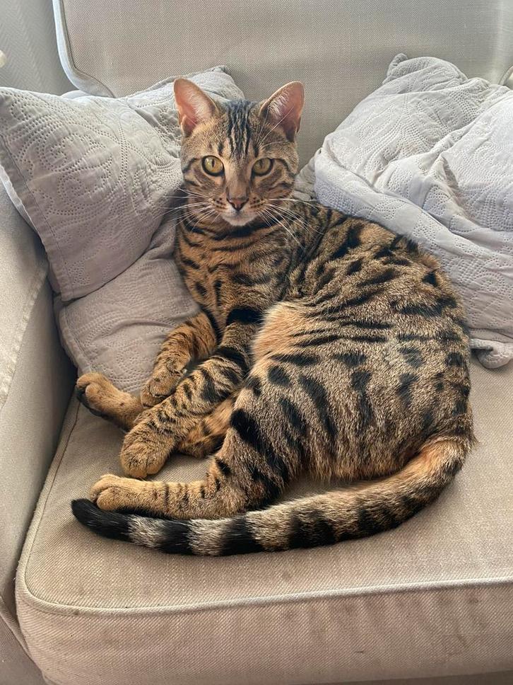 Gezocht/Vermist: Bengaalse kater Benzi, Dieren en Toebehoren, Katten en Kittens | Raskatten | Korthaar, Kater, 3 tot 5 jaar, Gechipt