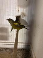 Groenling trio, Meerdere dieren