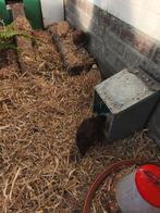 Japanse Kwartel Kwartet te koop, Dieren en Toebehoren, Mannelijk, Overige soorten