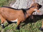 dwergbok (dwerggeit) hoornloos, Dieren en Toebehoren, Schapen, Geiten en Varkens, Mannelijk, Geit, 0 tot 2 jaar