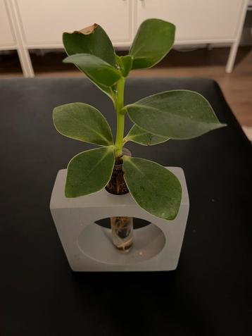 Plantenstekje in Betonnen Vaasje beschikbaar voor biedingen