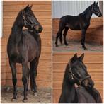 Dit weekend halen: 3500 euro, Merrie, Met stamboom, Dressuurpaard, 3 tot 6 jaar