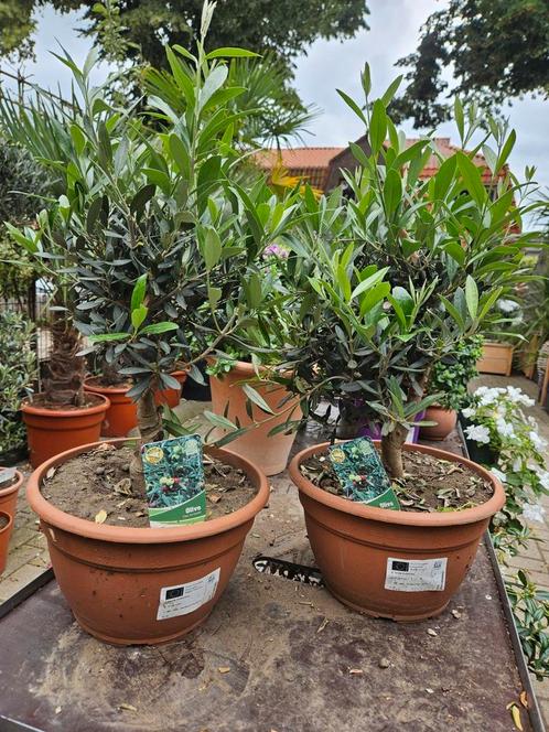 Bonsai olijfboom / olijfboompje, Tuin en Terras, Planten | Bomen, Overige soorten, Minder dan 100 cm, Volle zon, Zomer, In pot