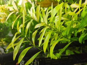 Hygrophila Polysperma (Belgisch Groen) - ook verzenden beschikbaar voor biedingen