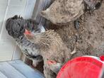 Te koop 3 hennen met haan, Dieren en Toebehoren, Pluimvee, Meerdere dieren, Kip