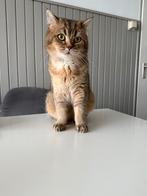 Dekkater britsekorthaar, Dieren en Toebehoren, Katten en Kittens | Raskatten | Korthaar, Kater