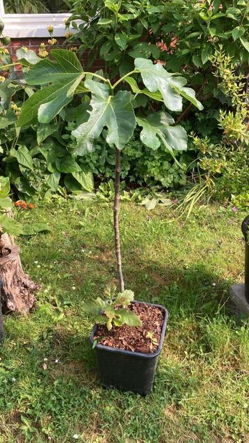 Vijgenboom op stam 1 meter hoog maar liefst! beschikbaar voor biedingen