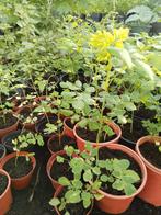 Moringa planten 7,50 euro per plant., Volle zon, Groenteplanten, Eenjarig, Ophalen of Verzenden