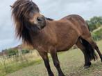 Pony, Shetlander, ruin, Dieren en Toebehoren, Ruin, A pony (tot 1.17m), 3 tot 6 jaar, Gechipt