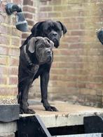 Cane Corso puppy’s te koop, Dieren en Toebehoren, Rabiës (hondsdolheid), Overige rassen, 8 tot 15 weken, Meerdere
