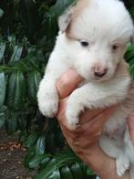 Border collie pups, 8 tot 15 weken, Collie, Meerdere, Meerdere dieren