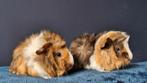 Twee prachtige baby cavia broertjes met mooie borstels, Cavia, Mannelijk, Tam, Oktober