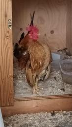 Ayam serama, Dieren en Toebehoren, Pluimvee, Vrouwelijk, Kip