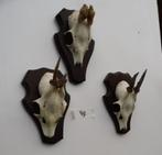 3 ree geweien (49) samen voor 20 euro, Verzamelen, Dierenverzamelingen, Ophalen of Verzenden, Zo goed als nieuw, Wild dier, Gewei of Kop