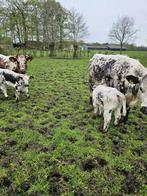 Dikbil witrug zoogstel streeprug speckle parc roodbont, Meerdere dieren, 0 tot 2 jaar