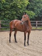 Lieve 13 jarige elite merrie, Dieren en Toebehoren, Merrie, Gechipt, M, 11 jaar of ouder