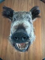 Kop wild zwijn opgezet - taxidermie, Verzamelen, Ophalen of Verzenden, Zo goed als nieuw, Wild dier, Opgezet dier
