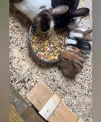 Mooi Jonge dwerg konijen, Dieren en Toebehoren, Meerdere dieren, Dwerg