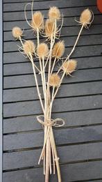 gedroogde kaardenbol, Tuin en Terras, Ophalen of Verzenden, Overige soorten, Volle zon