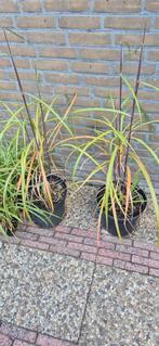 Siergras, Tuin en Terras, Planten | Tuinplanten, Ophalen, Volle zon, Eenjarig, Siergrassen