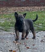 Prachtige grote mechelse herder pups, Dieren en Toebehoren, Honden | Herdershonden en Veedrijvers, België, Particulier, CDV (hondenziekte)