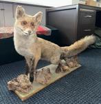 Taxidermie - Fraaie opgezette vos, Ophalen of Verzenden, Zo goed als nieuw, Wild dier, Opgezet dier