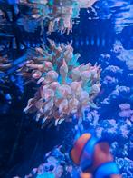 Sunburst tepelanemoon, Dieren en Toebehoren, Vis, Zoutwatervis