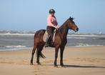 14 jarige betrouwbare lieve draver ruin, Dieren en Toebehoren, Paarden, Recreatiepaard, 11 jaar of ouder, Gechipt, Ruin