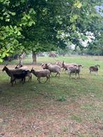 Racka schapen, Dieren en Toebehoren, Meerdere dieren, Schaap