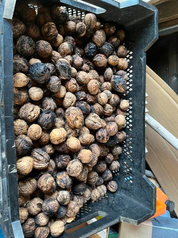 Walnoten ruim 10 kg biologisch beschikbaar voor biedingen