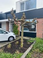 Gezonde plataan boom, Halfschaduw, Zomer, 250 tot 400 cm, Ophalen of Verzenden