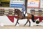 Trainingspaard/ pony gezocht, Diensten en Vakmensen, Dieren | Paarden | Verzorging, Oppas en Les, Ruiter of Bijrijder