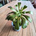 Jonge Aeonium arboreum plant Vetplant, Ophalen of Verzenden, Halfschaduw, Minder dan 100 cm