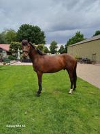 Te koop super brave sport pony, Dieren en Toebehoren, Gechipt, B, Ruin, Springpony